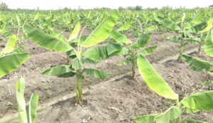 Ini Daftar Komoditas Buah dan Sayur Andalan di Gunungkidul