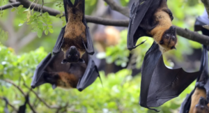 Kenali Virus Nipah, Penyakit Zoonosis Mematikan yang Perlu Diwaspadai