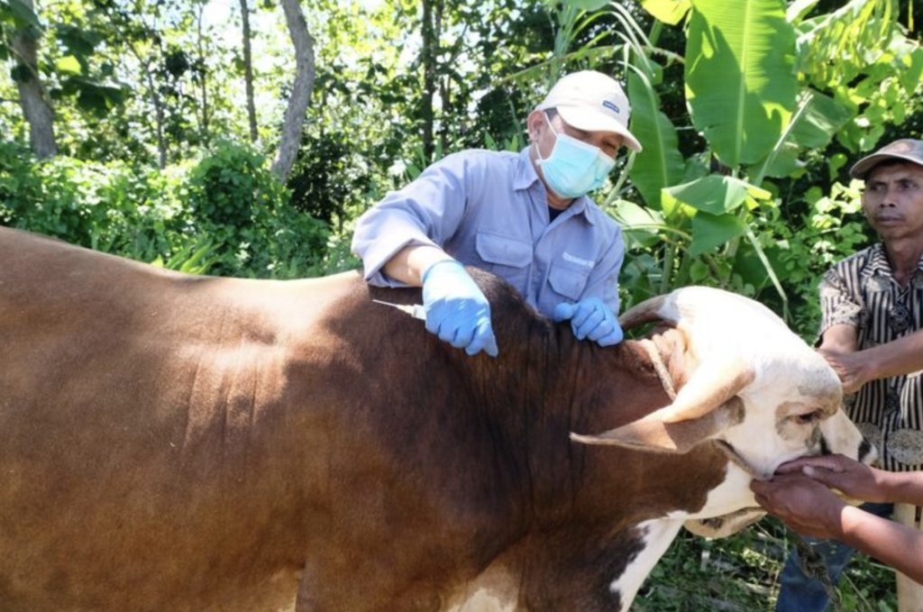 Waspada PMK dan Antraks: Bupati Gunungkidul Instruksikan Penghentian Tradisi Brandu