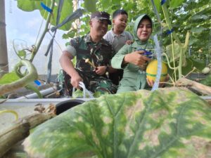 Segini Budi Daya Melon di Gunungkidul Menjanjikan Rp5 Juta per Bulan, Begini Caranya