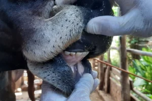 Antraks vs PMK: Siapa Paling Berbahaya?